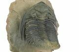 Large Zlichovaspis Trilobite - Healed Injury! #347784-4